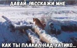 Это фиаско, братан! Собака сиба-ину падает в ручей — видео
